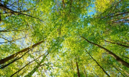 New tree planting campaign from CompAir set to cut tonnes of compressed air energy emissions